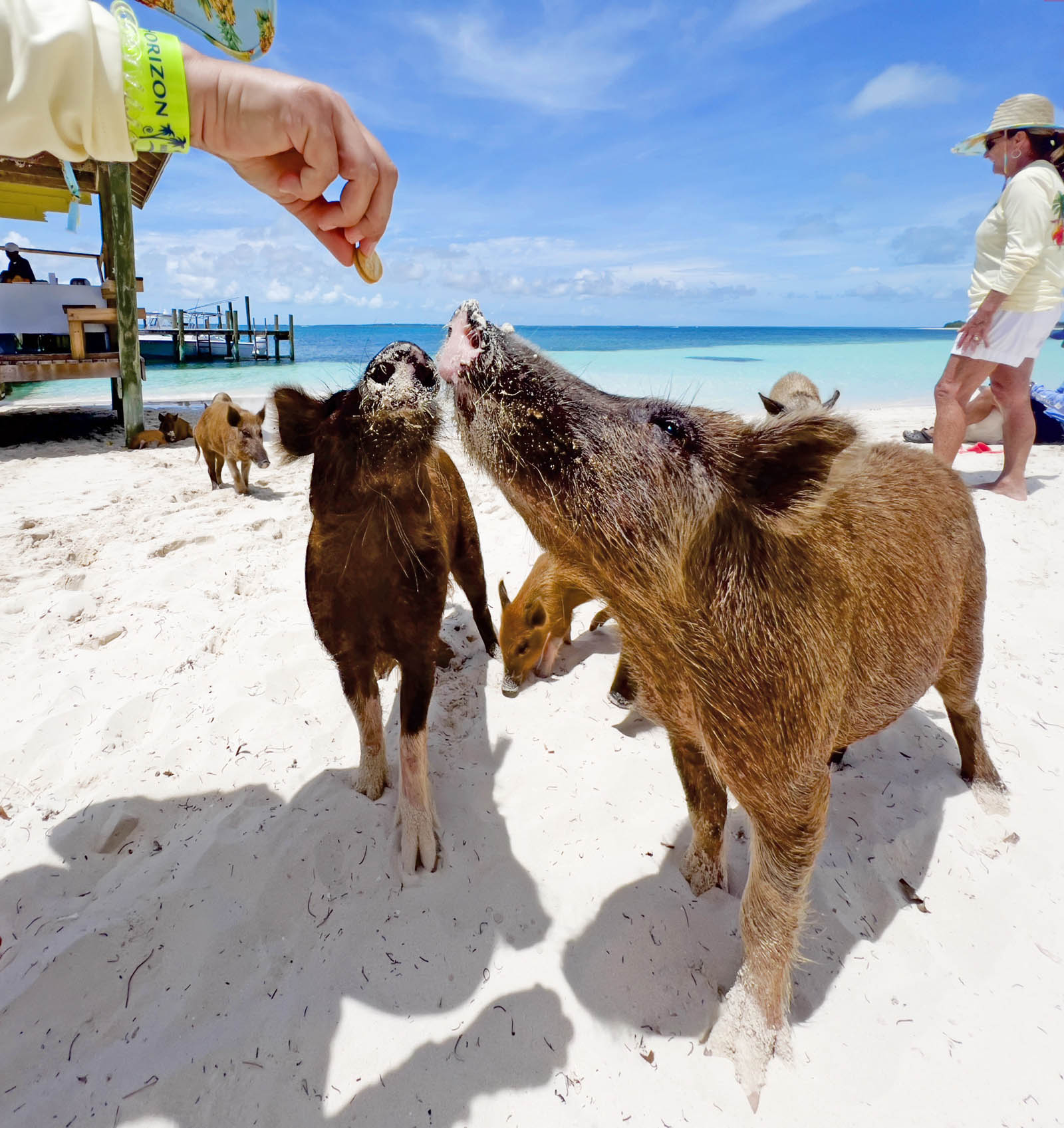 Famous swimming pigs of the Abaco Bahamas.